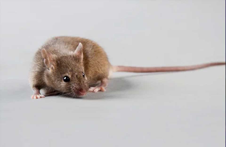Harvard research reverses aging in mice